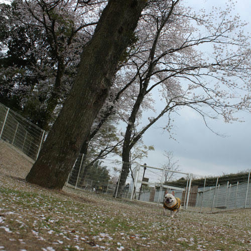 20100418_1.jpg