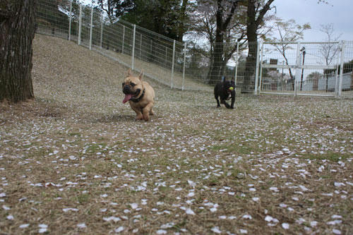 20100418_3.jpg