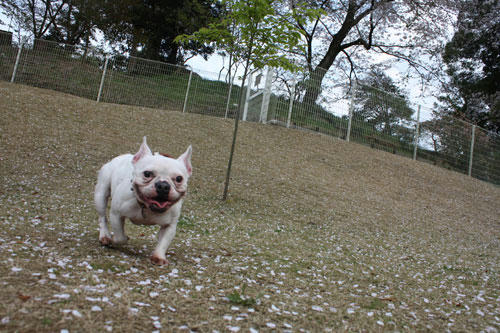 20100418_4.jpg