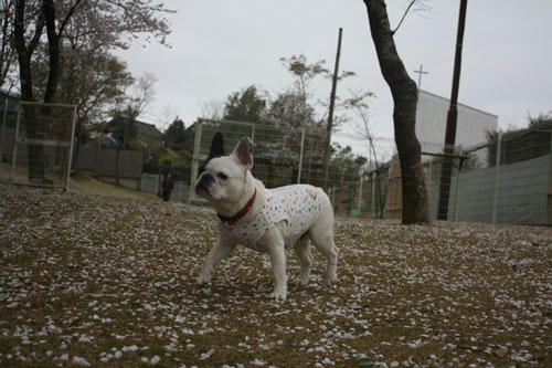 20100418_5.jpg