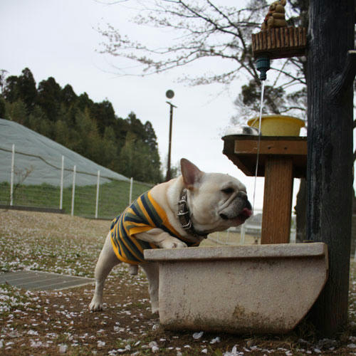 20100418_6.jpg