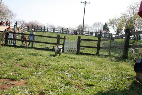 20100422_10.jpg