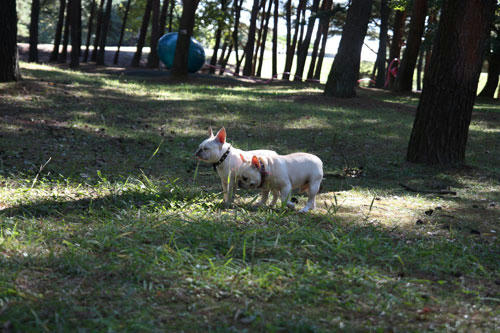 20101113_3.jpg