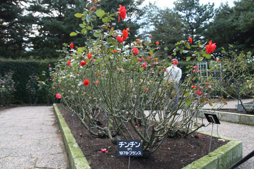 20101113_17.jpg