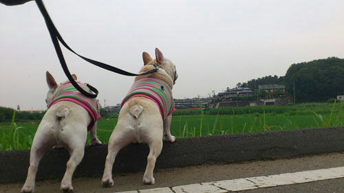 20110613_3.jpg