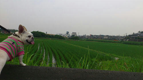20110613_4.jpg