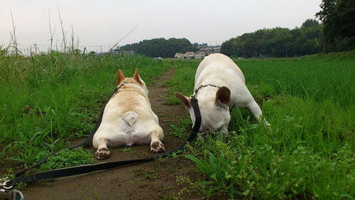 20110613_9.jpg