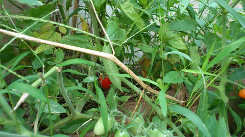 20110830_1.jpg