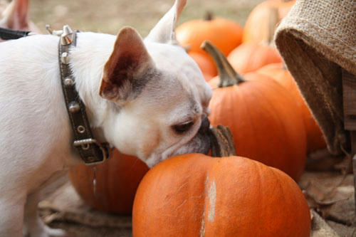 20111103_7.jpg