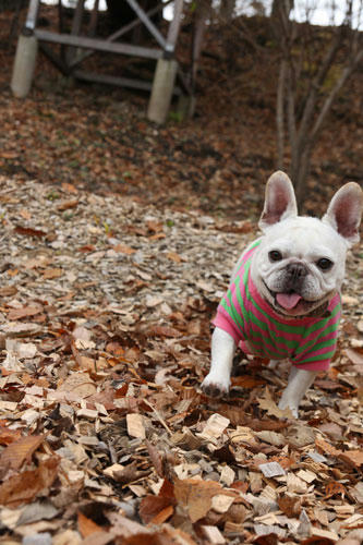 201111105_17.jpg