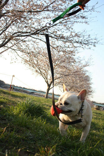 20120408_12.jpg
