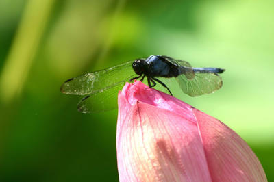 IMG_34881.jpg