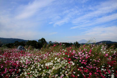 IMG_9377-1.jpg