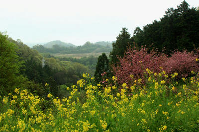 IMG_4218-1.jpg