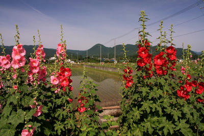 IMG_9660-1.jpg