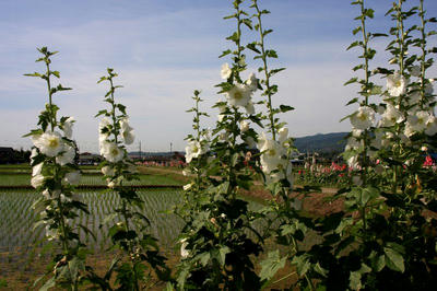 IMG_9671-1.jpg