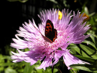 P6280091-1.jpg