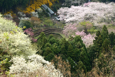 最明寺史跡公園の桜と我家の草花 四季の移り変わりを写真でご紹介