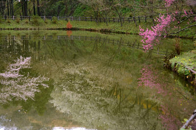 最明寺史跡公園の桜と我家の草花 四季の移り変わりを写真でご紹介