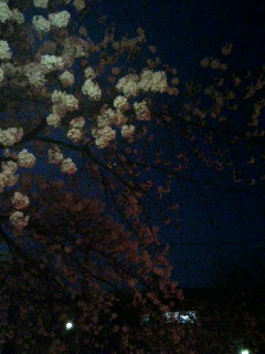 夜桜