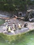 ペンギン