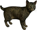 neko1