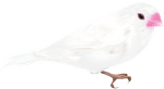 tori