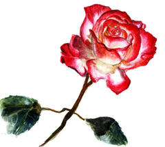 rose_syusaku.jpg