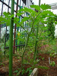 DSCN1183.JPG