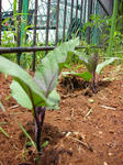 DSCN1185.JPG