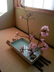 お茶室の桜