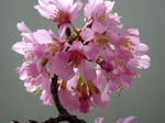 オカメ桜満開