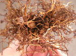 十月桜の植替え「パッツン」
