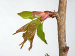 淡墨桜の若葉