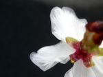 富士しだれ桜