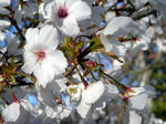 山桜