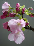 旭山桜、開花