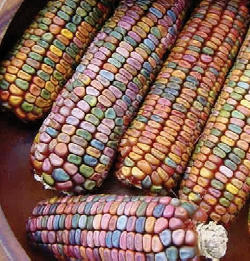 colorfull_corn.jpg