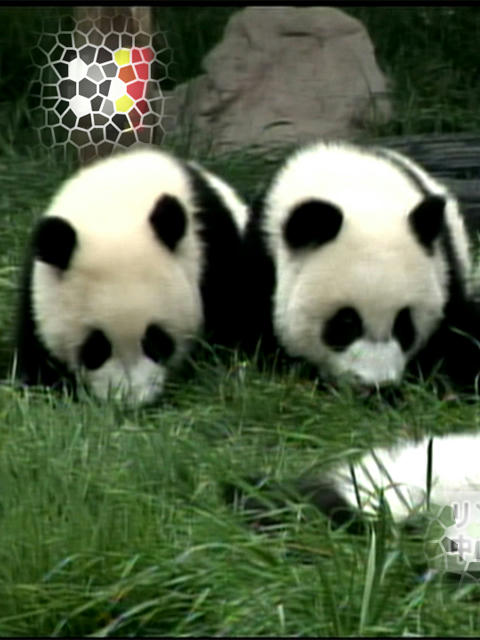 05_panda01.jpg