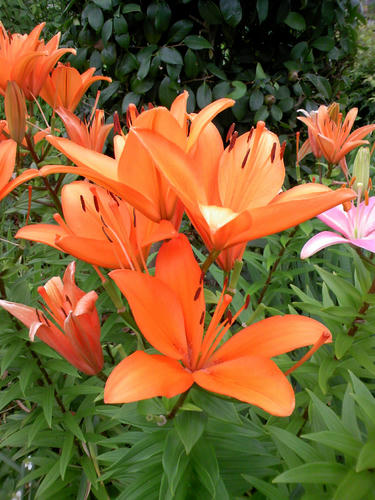 06_flower01.jpg