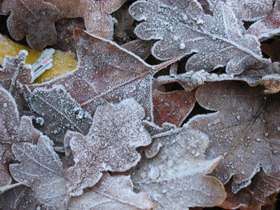 frozenleaves.jpg
