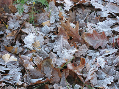 frozenleaves2.jpg