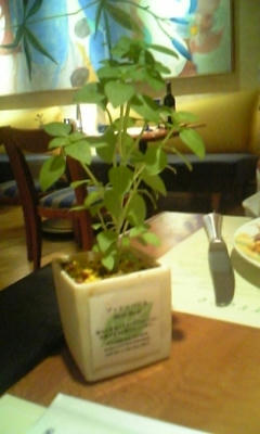 愛知県 名古屋市 ブライダルシェービング レディースシェービング 女性のお顔そり