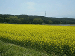 flower.gif