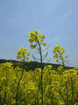 flower2.jpg