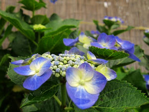 IMG_9899.jpg