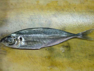 DSC005051.jpg