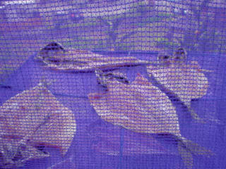 DSC005071.jpg