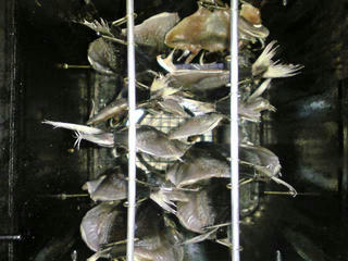 DSC005131.jpg