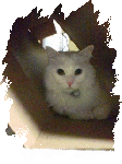 leo.gif